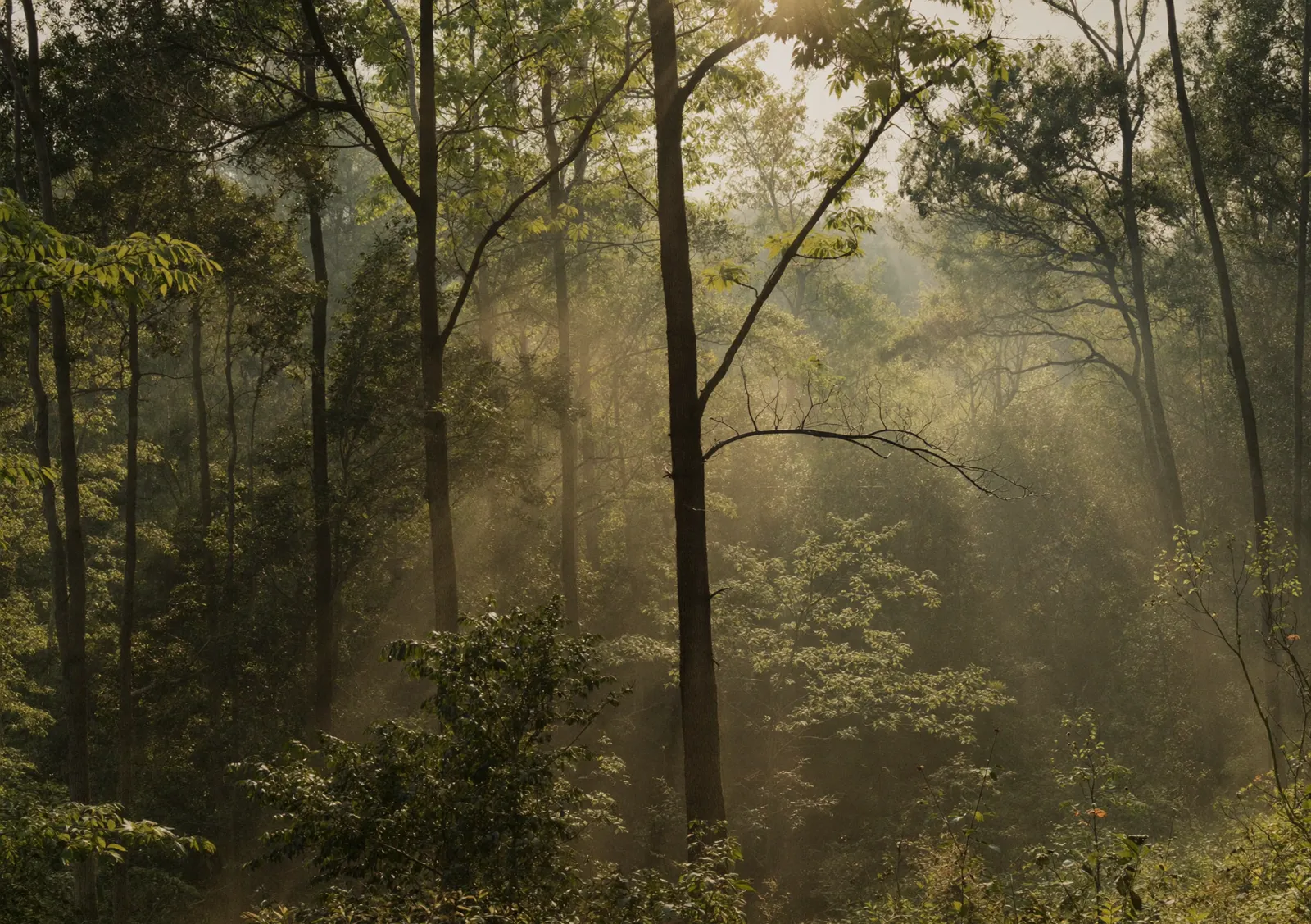 Junger Mischwald, Morgenlicht fällt durch das Blätterdach